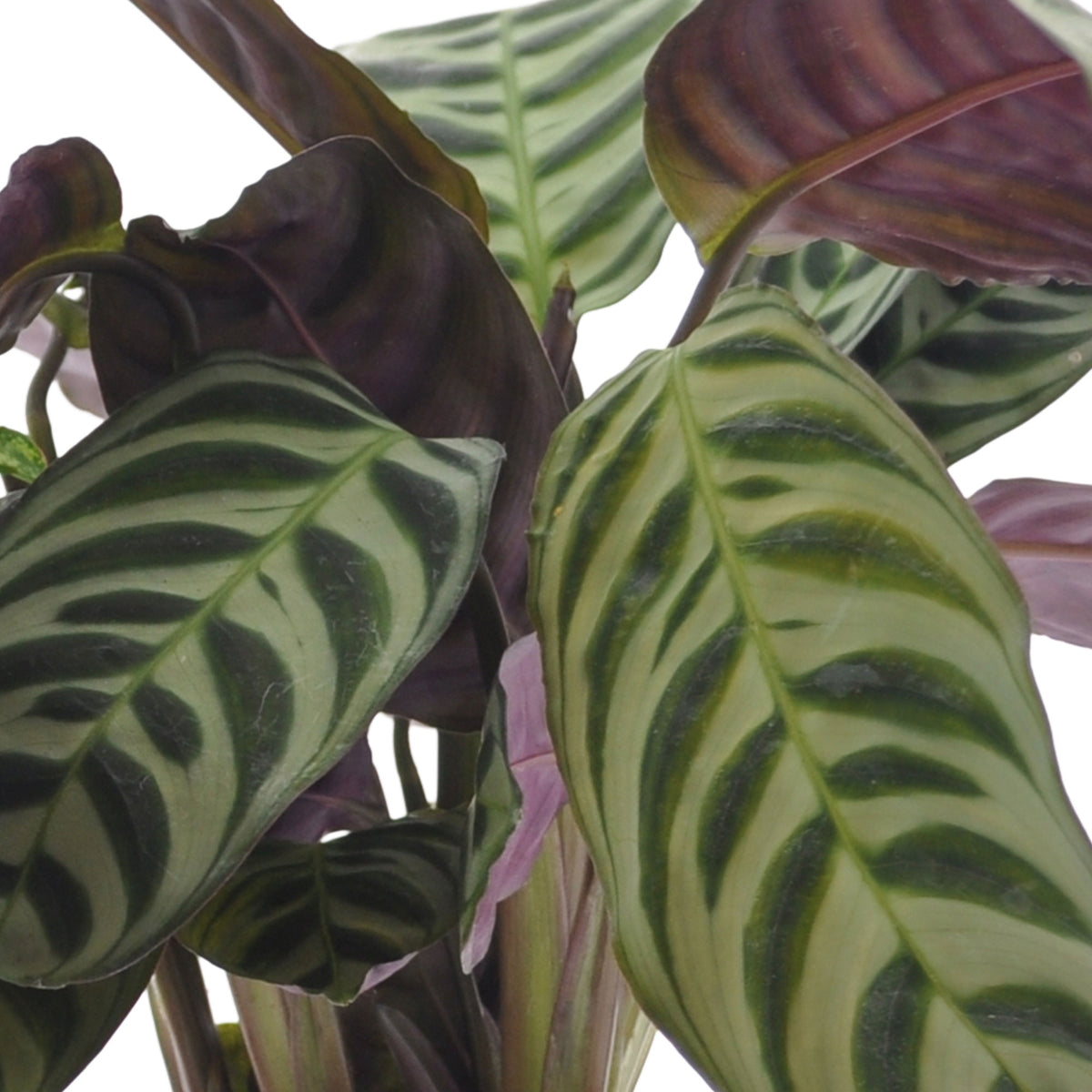 3x Indoor plants with leaf markings - Mix