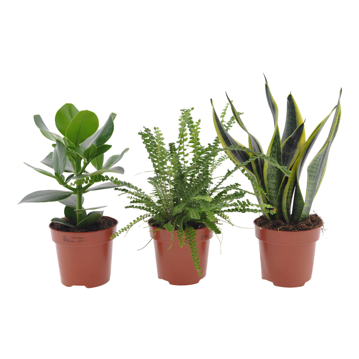 3x Bedroom plants - Mix