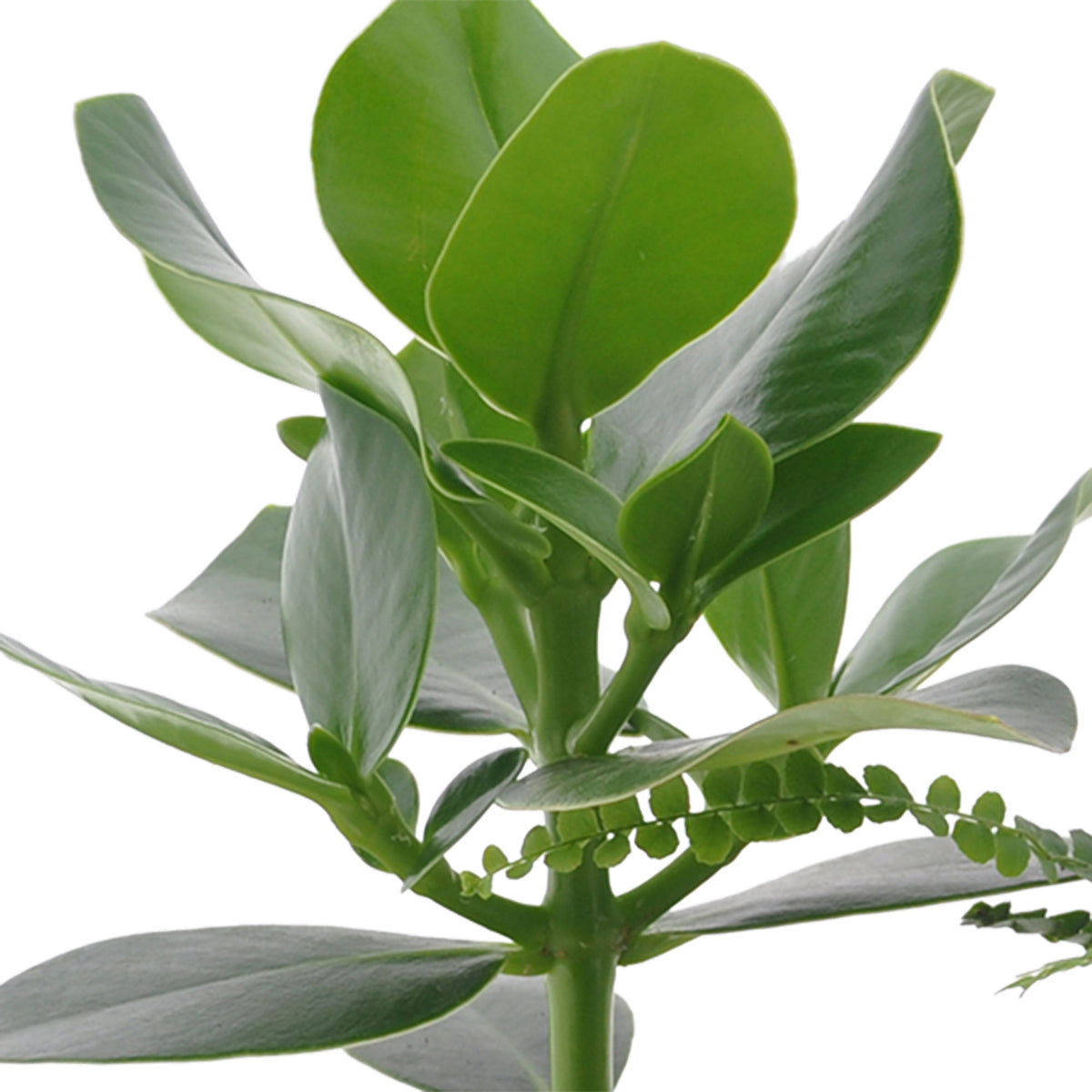 3x Bedroom plants - Mix