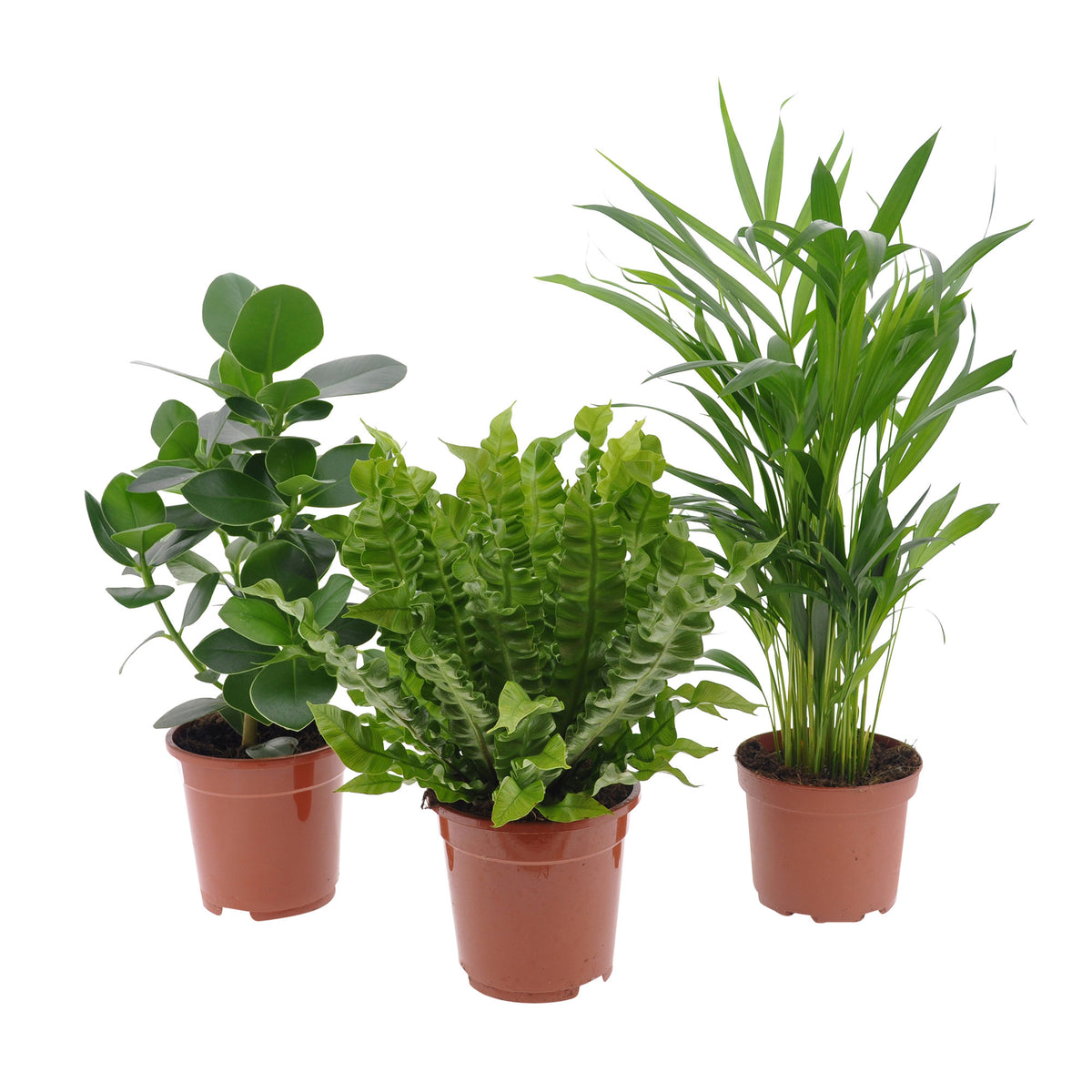 3x Air-purifying indoor plants - Mix
