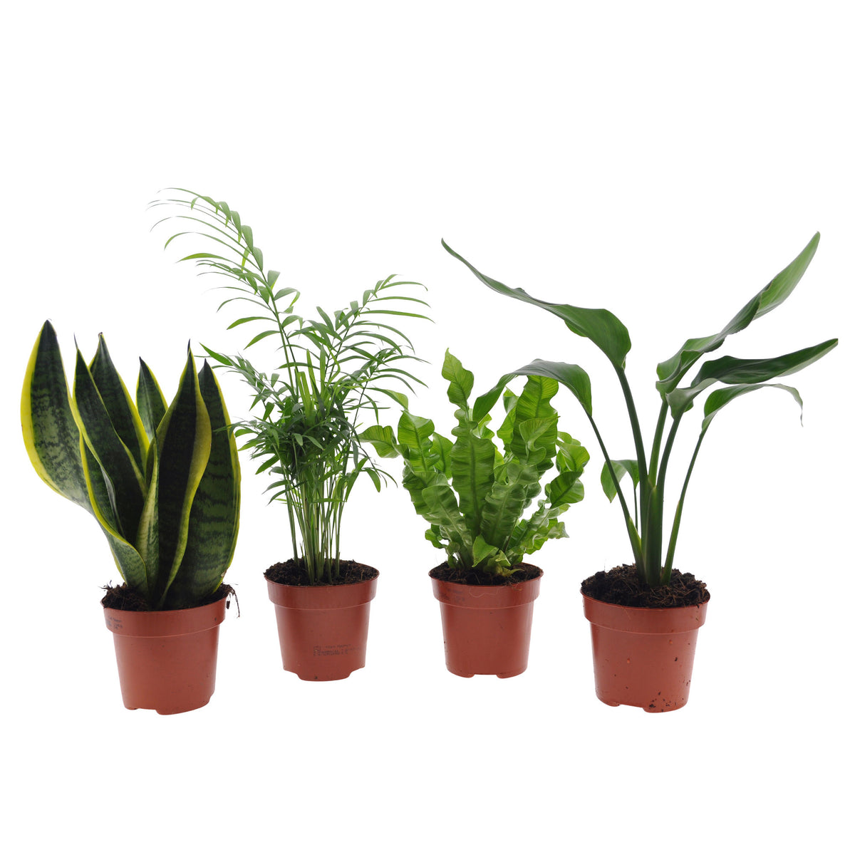 4x Indoor plants that are easy to care for - Mix