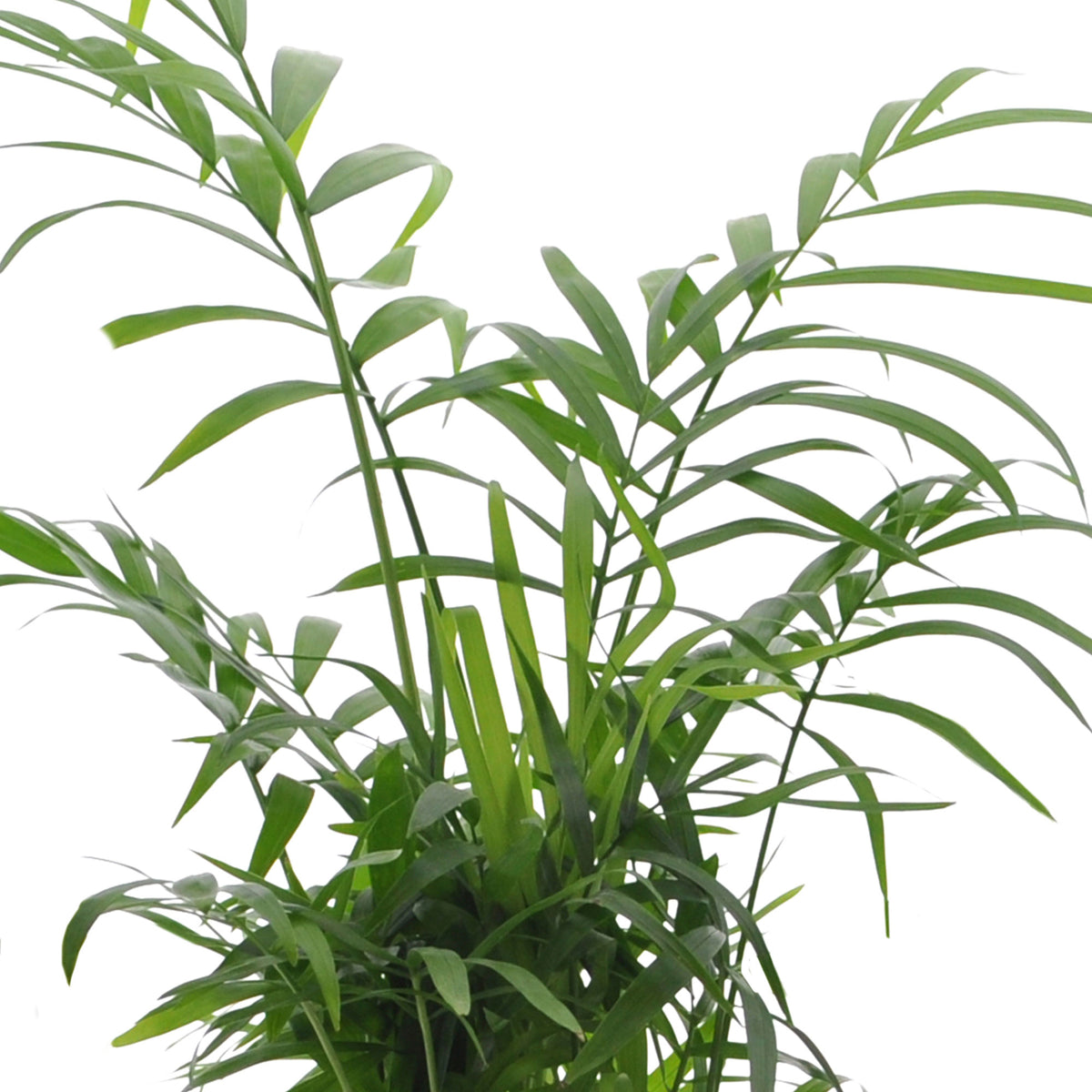 4x Indoor plants that are easy to care for - Mix