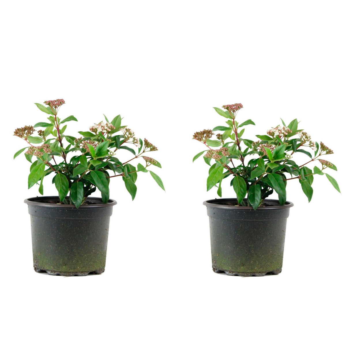 Guelder rose white - Hardy plant