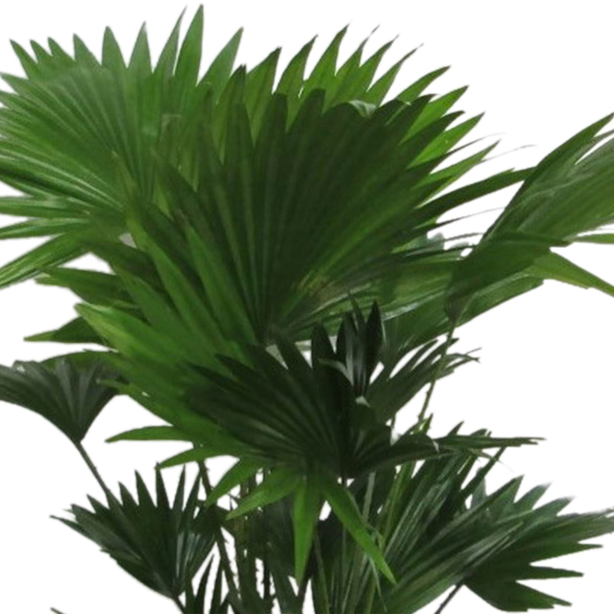 Windmill Palm Livistona rotundifolia