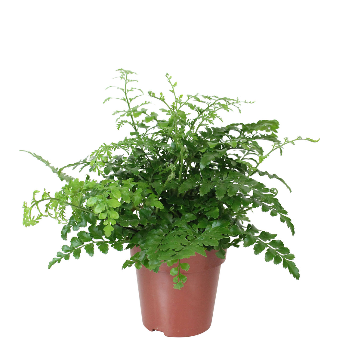 Mother Fern Asplenium 'Parvati'