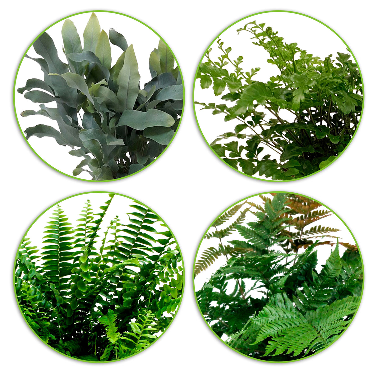 4x Air-purifying ferns - Mix