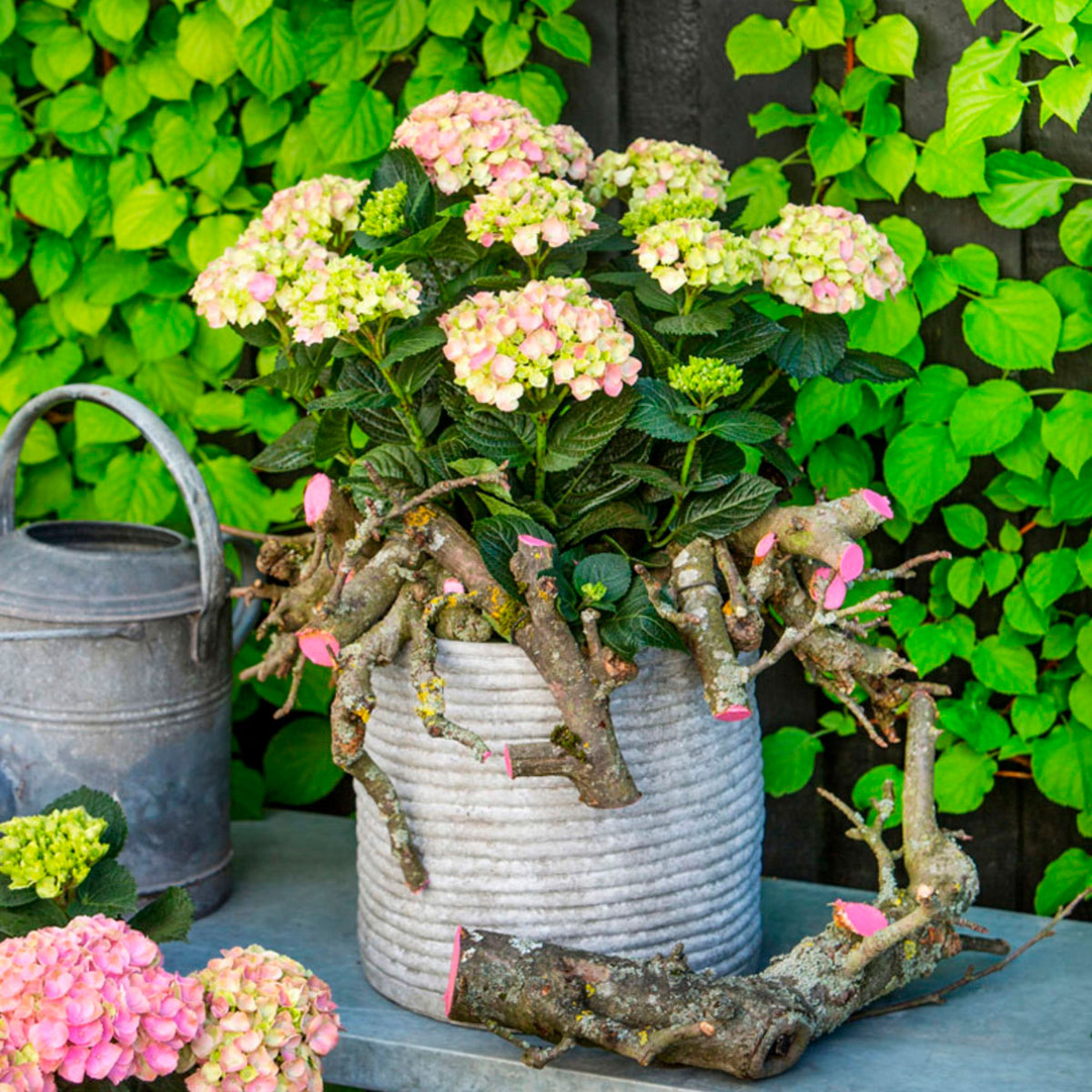 Bigleaf hydrangea Hydrangea 'Jewel Pink' Pink-Green - Hardy plant