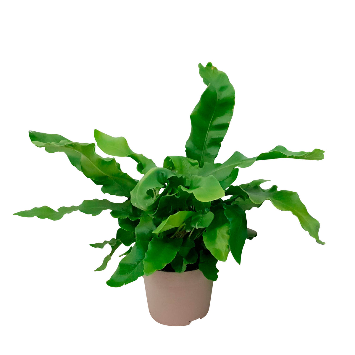 Hart's-tongue Fern Asplenium scolopendrium