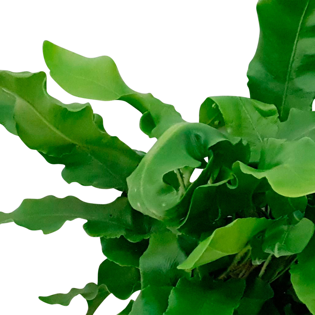 Hart's-tongue Fern Asplenium scolopendrium