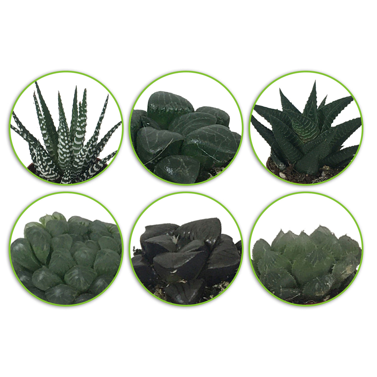 6x Mini Haworthia - Mix