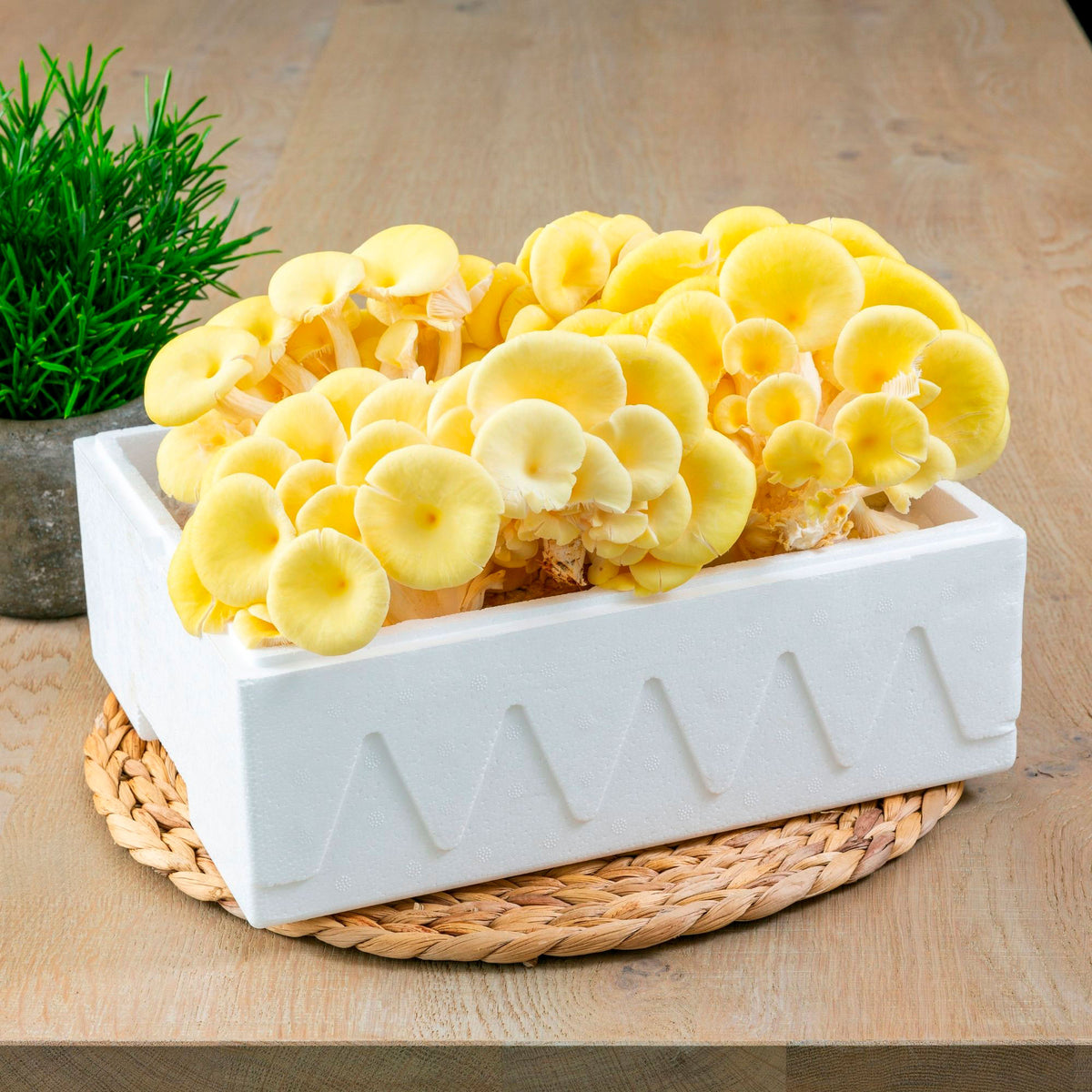 Yellow oyster mushroom cultivation set Pleurotus ostreatus — organic