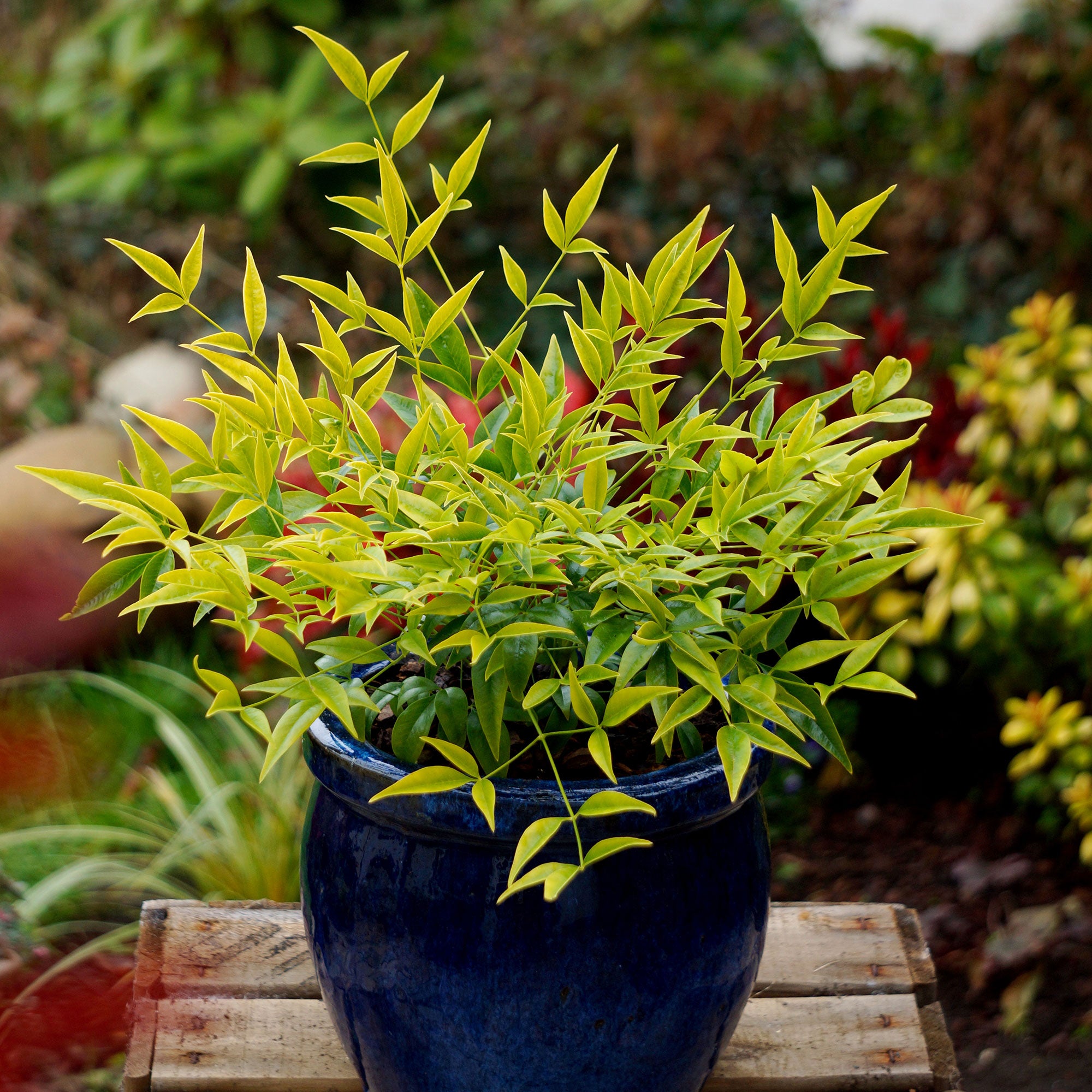 Nandina Domestica Baie de Lune