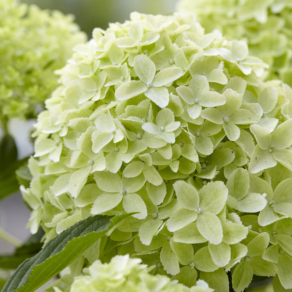 Panicle Hydrangea 'Whitelight' White - Hardy plant