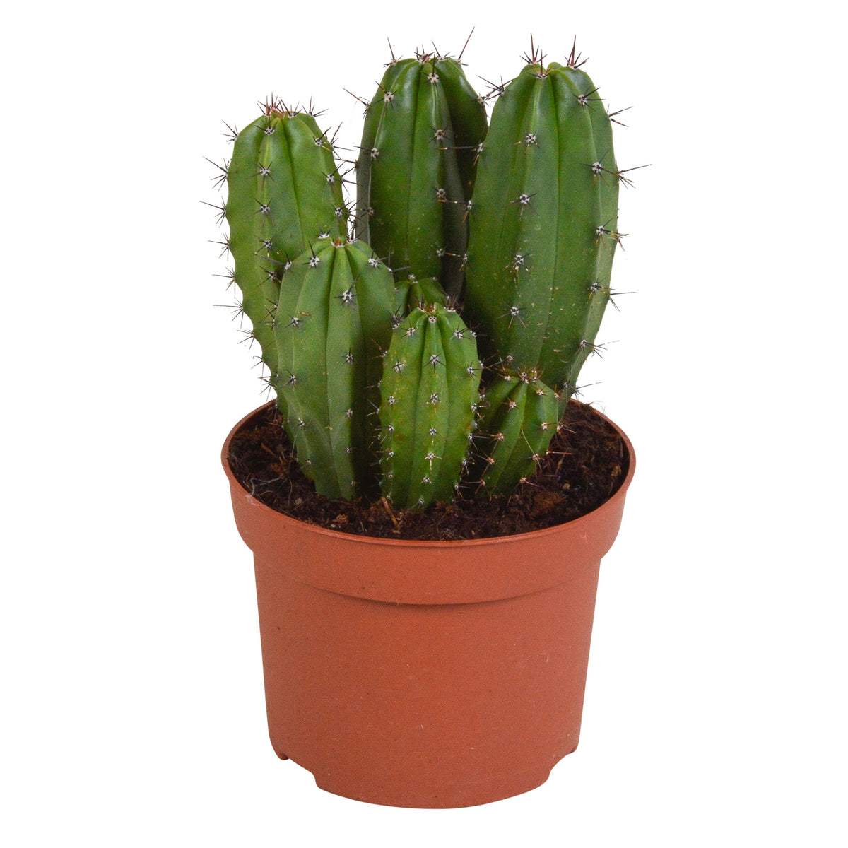 Columnar Cactus Polaskia chichipe