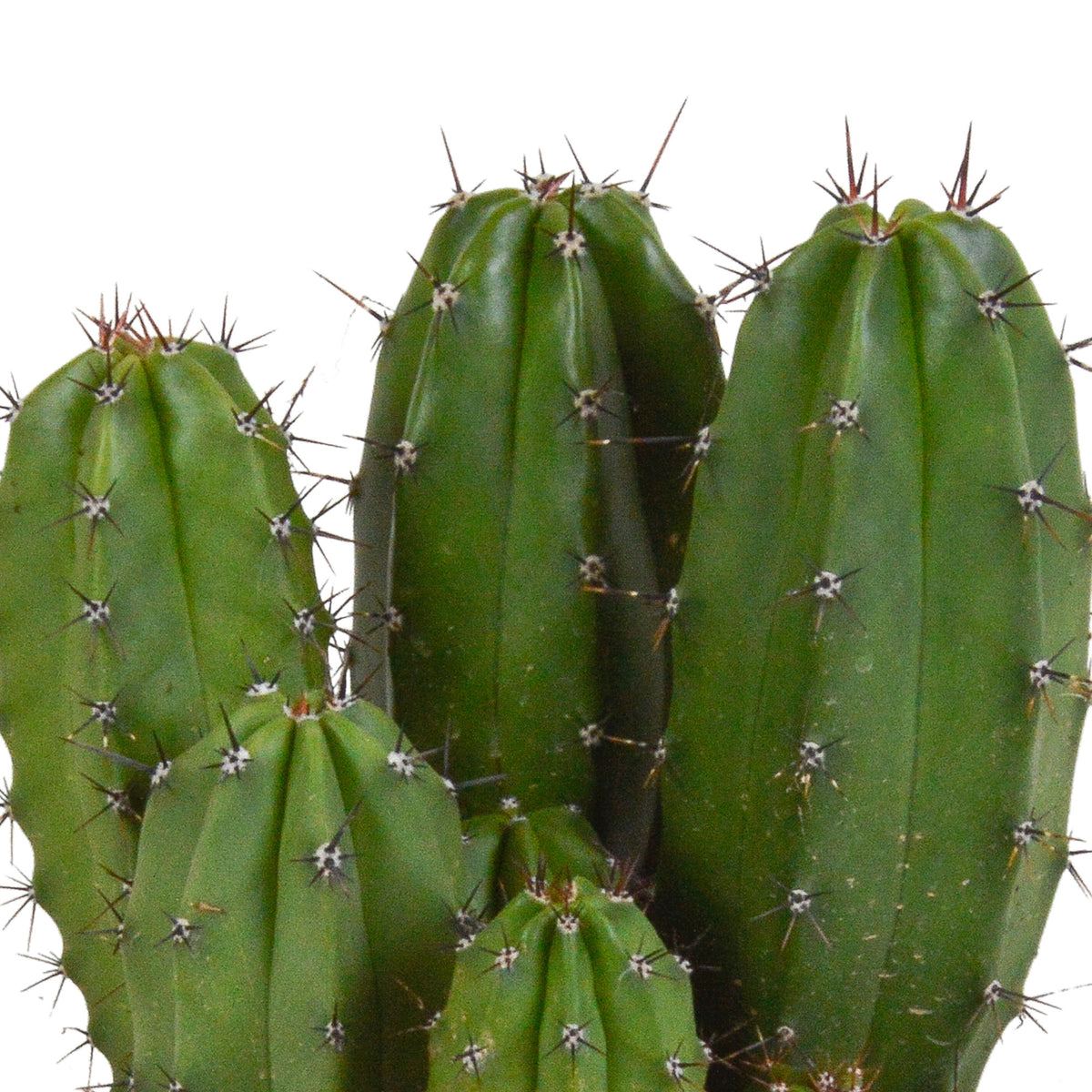 Columnar Cactus Polaskia chichipe