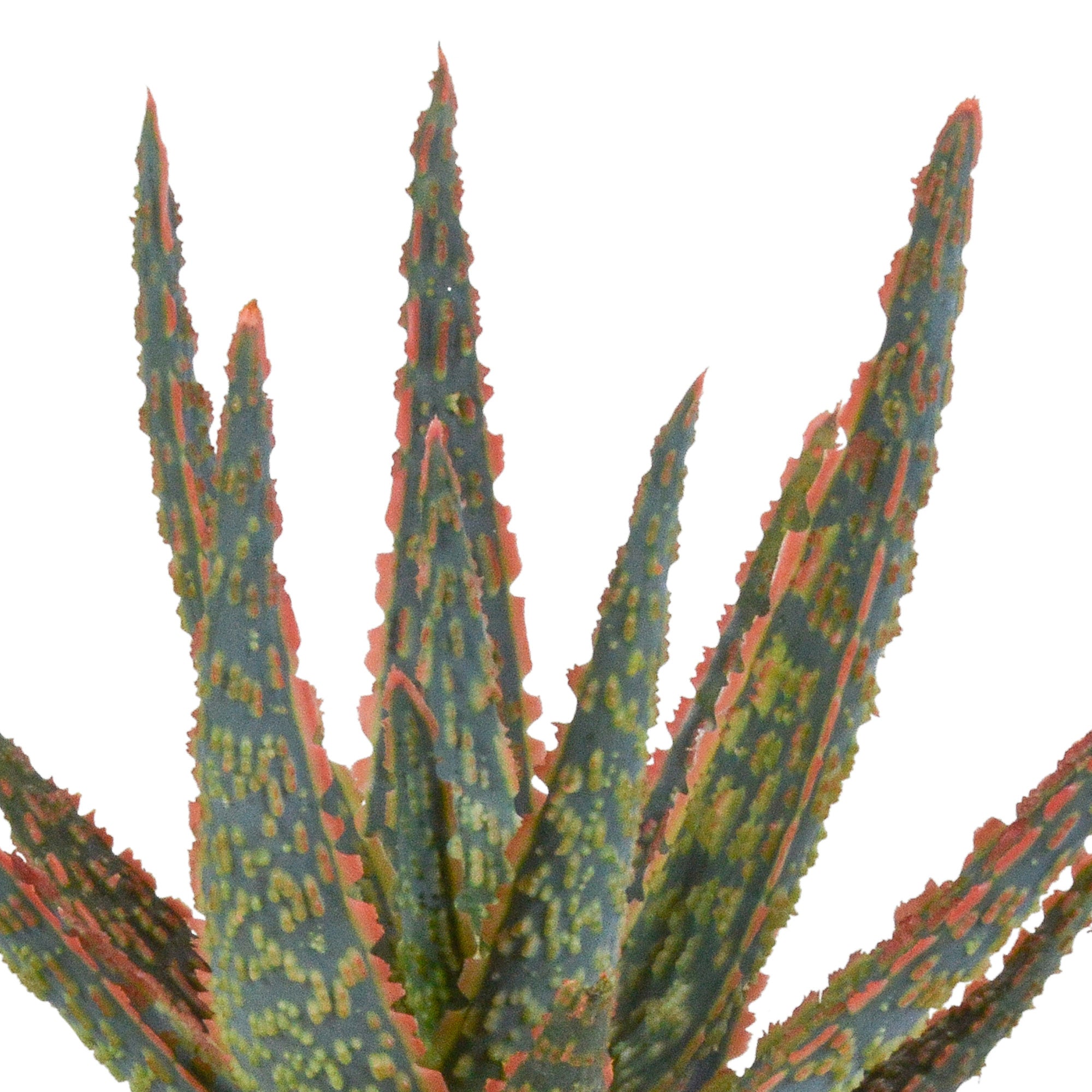 99 percent aloe vera gel Pure Aloe Vera Gel main image 0
