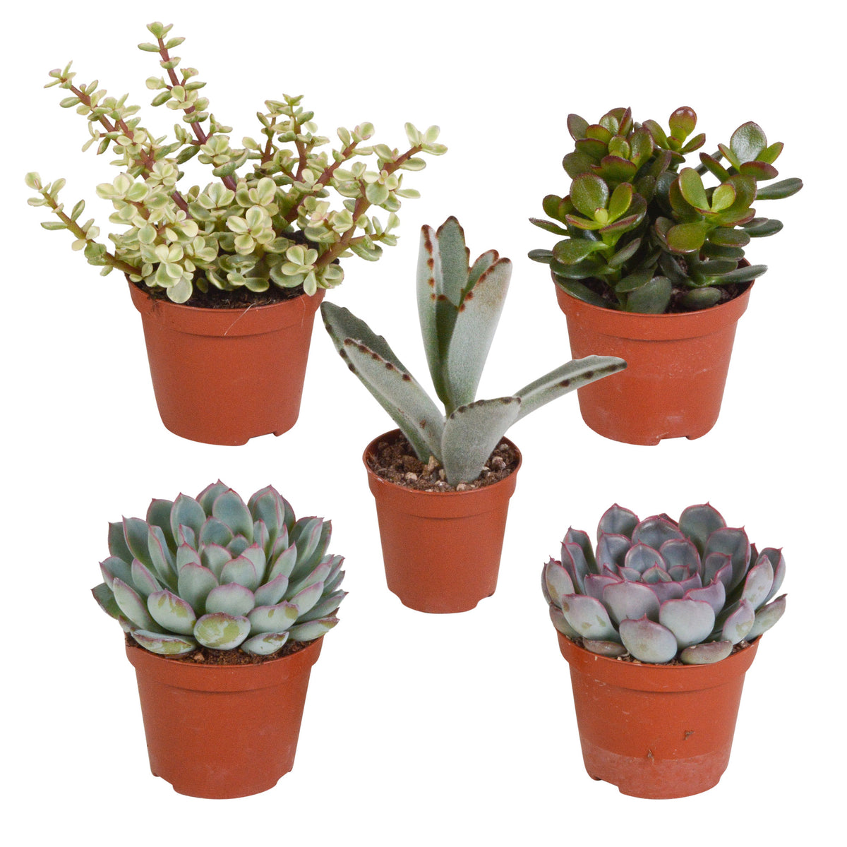 5x Succulent - Mix