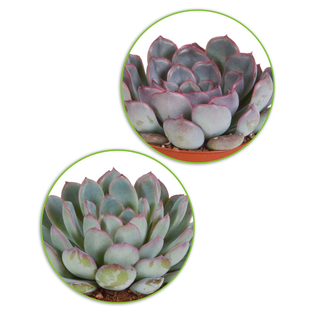 5x Succulent - Mix