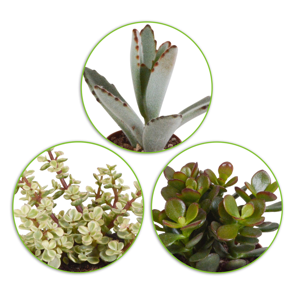 5x Succulent - Mix