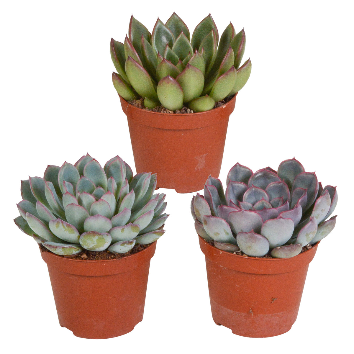 3x Succulent Echeveria - Mix
