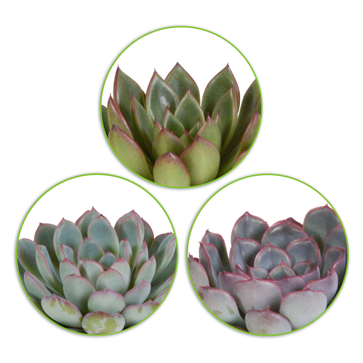 3x Succulent Echeveria - Mix