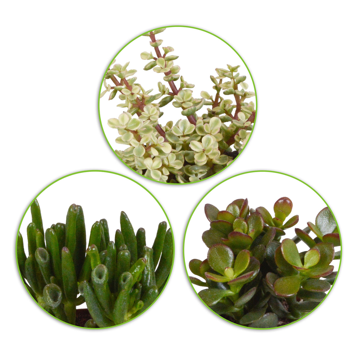 3x Succulent Crassula - Mix
