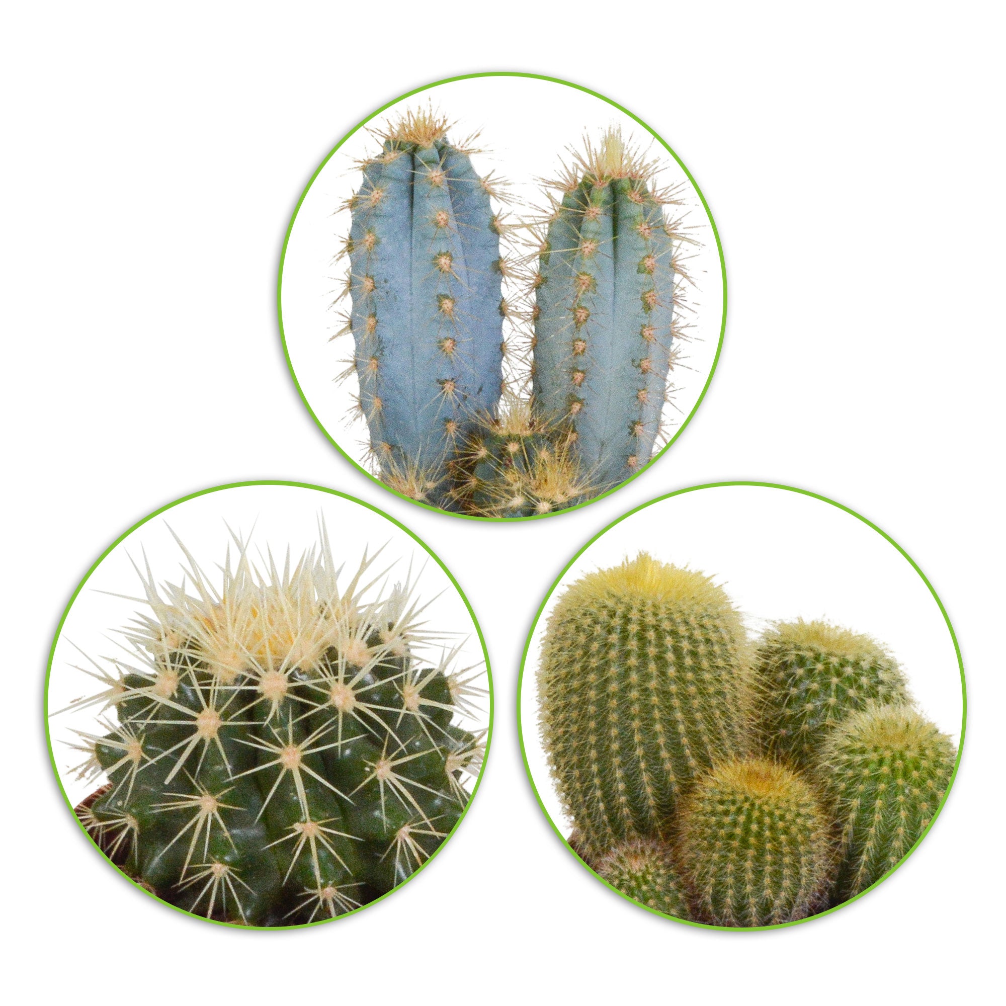 Buy house plants now 3x Cactus - Mix | Bakker.com