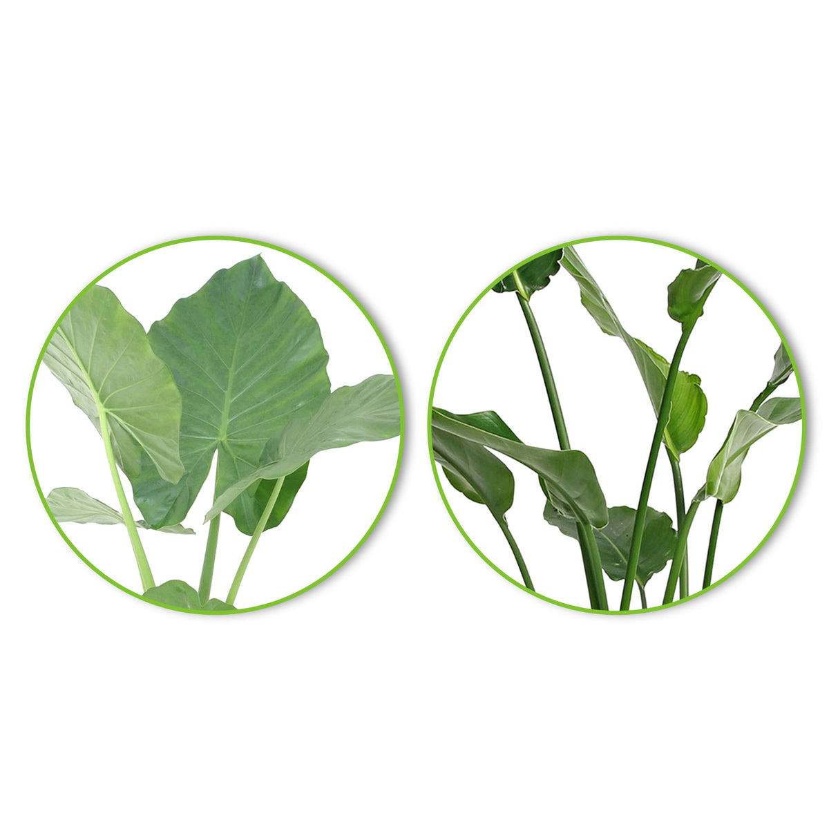 1x Alocasia macrorrhiza + 1x Strelitzia 'nicolai' including brown baskets