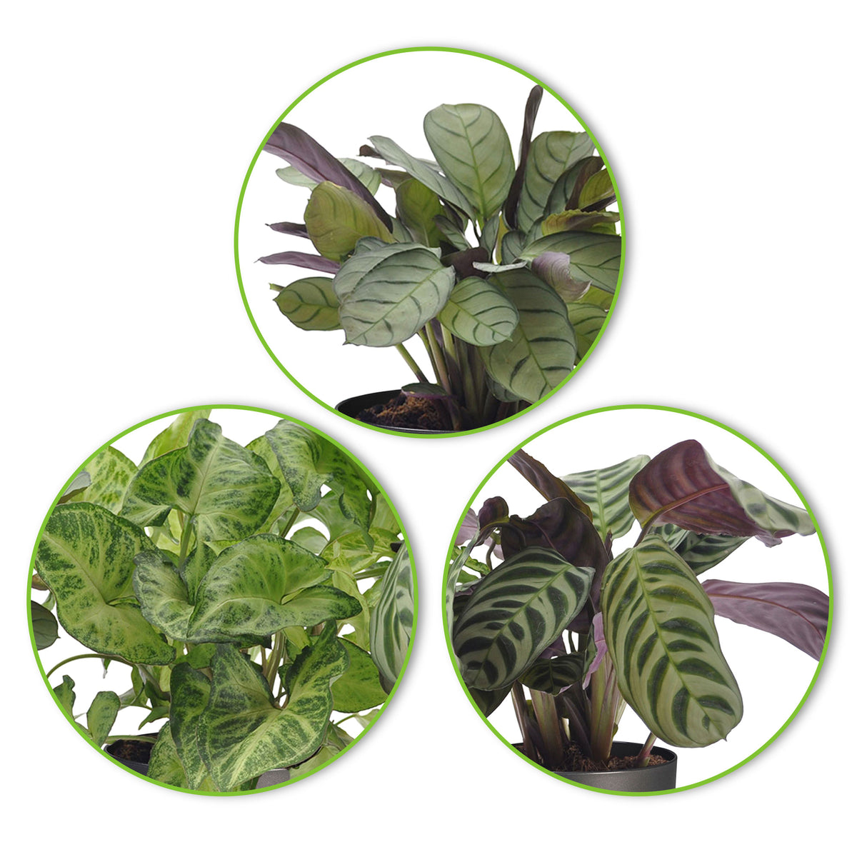 3x Indoor plants with leaf markings - Mix including decorative anthracite pots