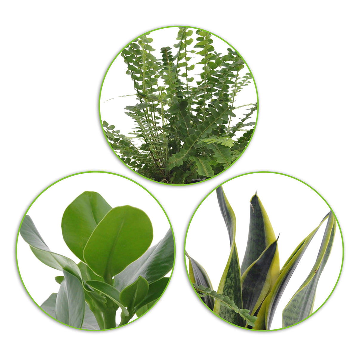 3x Bedroom plants - Mix including decorative white pots