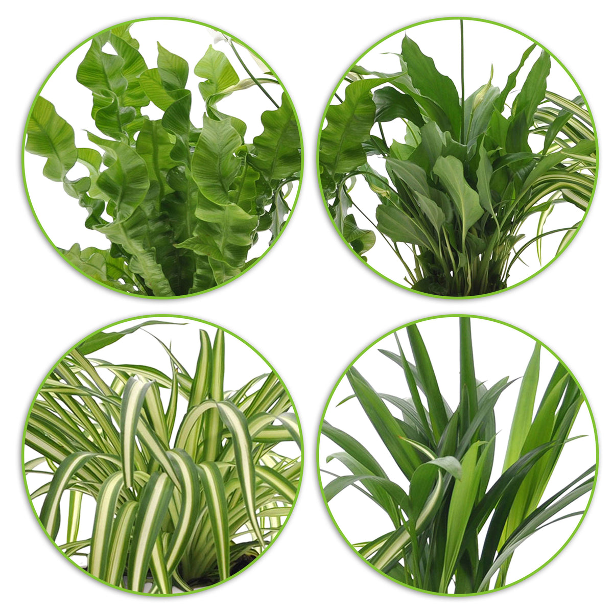 4x Air-purifying indoor plants - Mix including decorative white pots