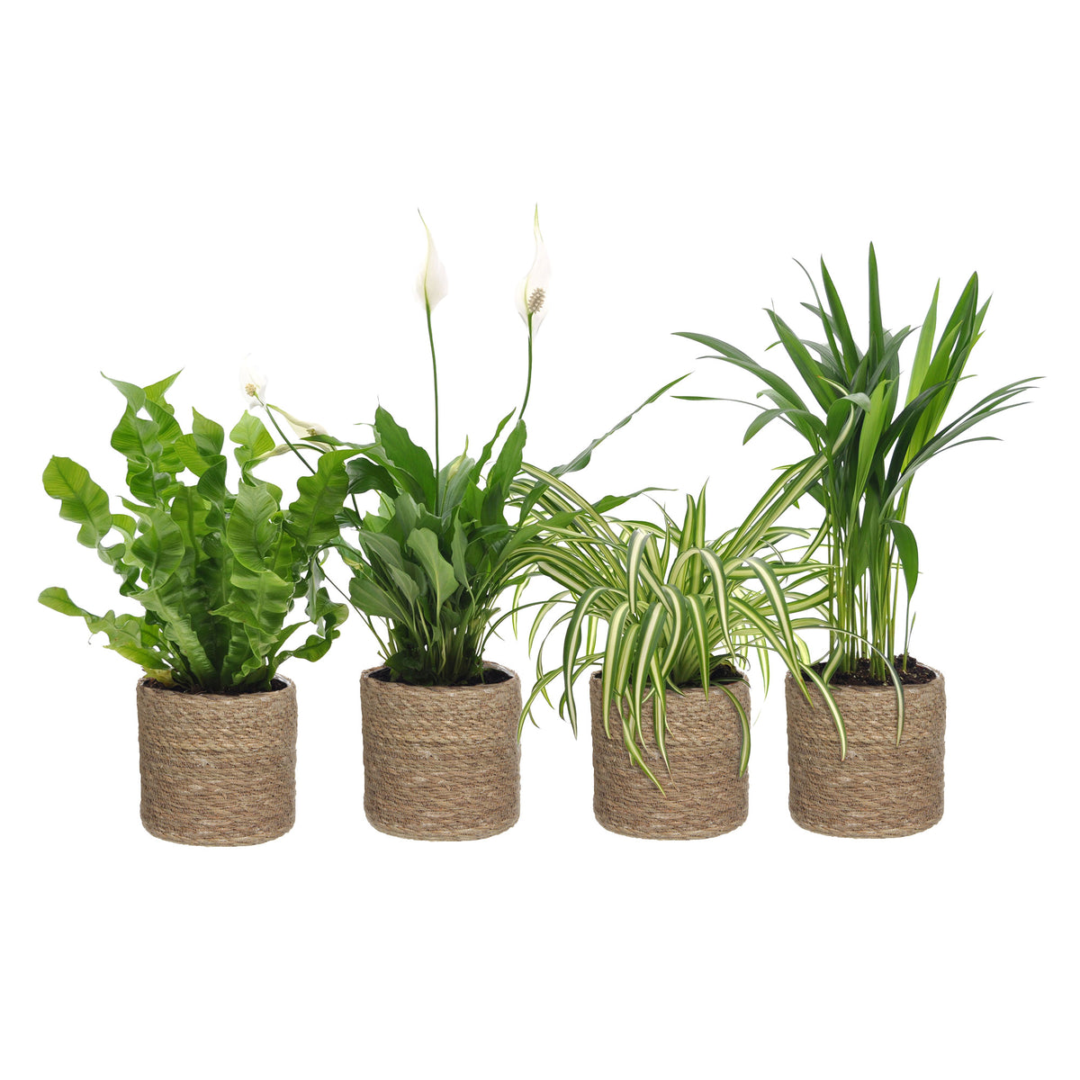 4x Air-purifying indoor plants - Mix including brown baskets