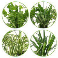 4x Air-purifying indoor plants - Mix including brown baskets