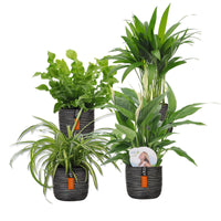 4x Air-purifying indoor plants - Mix including decorative black pots