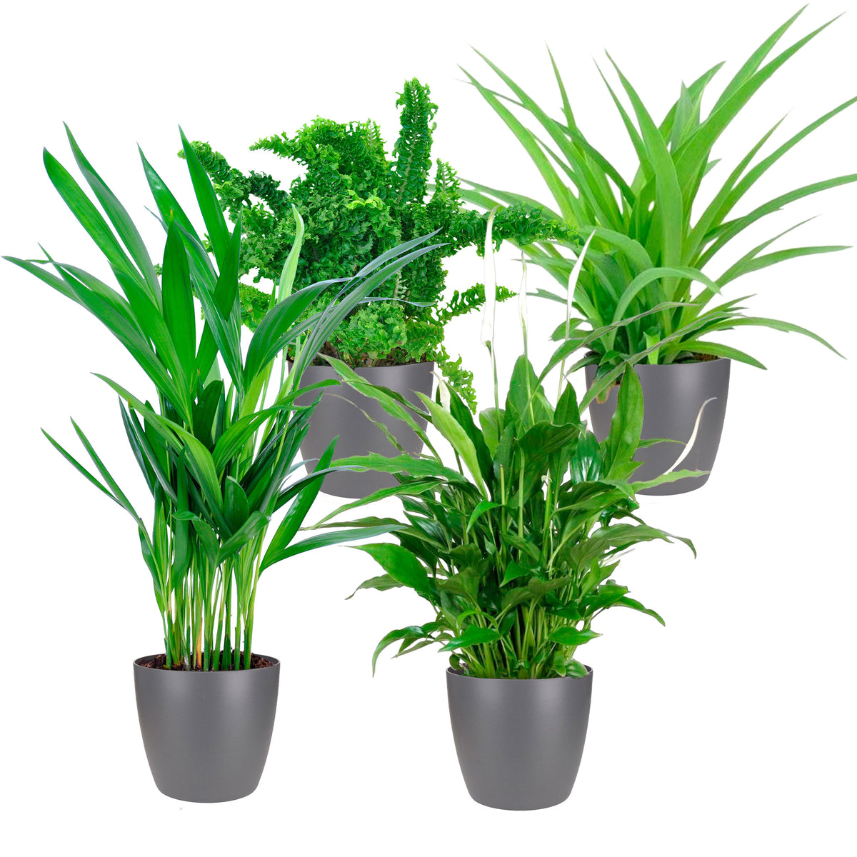 4x Air-purifying indoor plants - Mix including 4x decorative anthracite pots