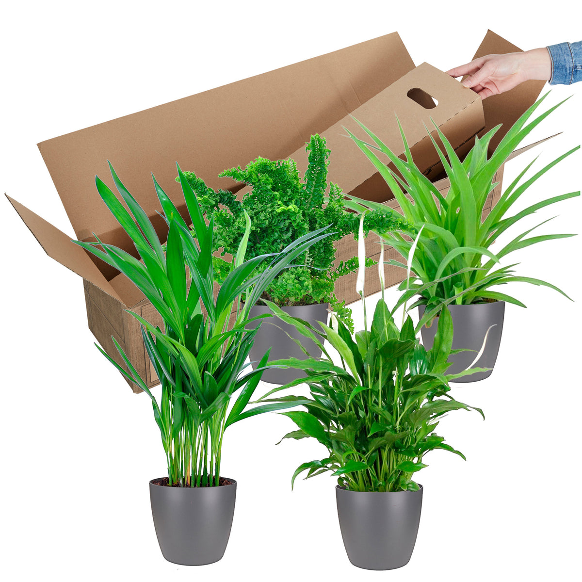 4x Air-purifying indoor plants - Mix including 4x decorative anthracite pots