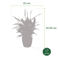 4x Air-purifying indoor plants - Mix including 4x decorative anthracite pots