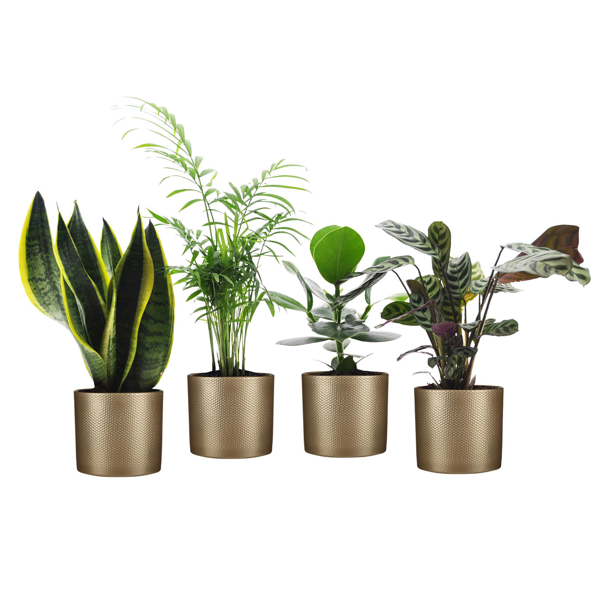 4x Indoor plants that are easy to care for - Mix including decorative gold pots