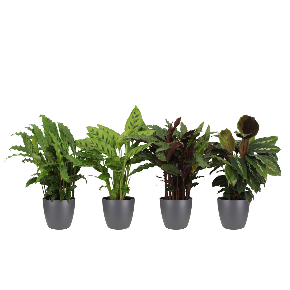 4x Air-purifying Calatheas - Mix including decorative anthracite pots