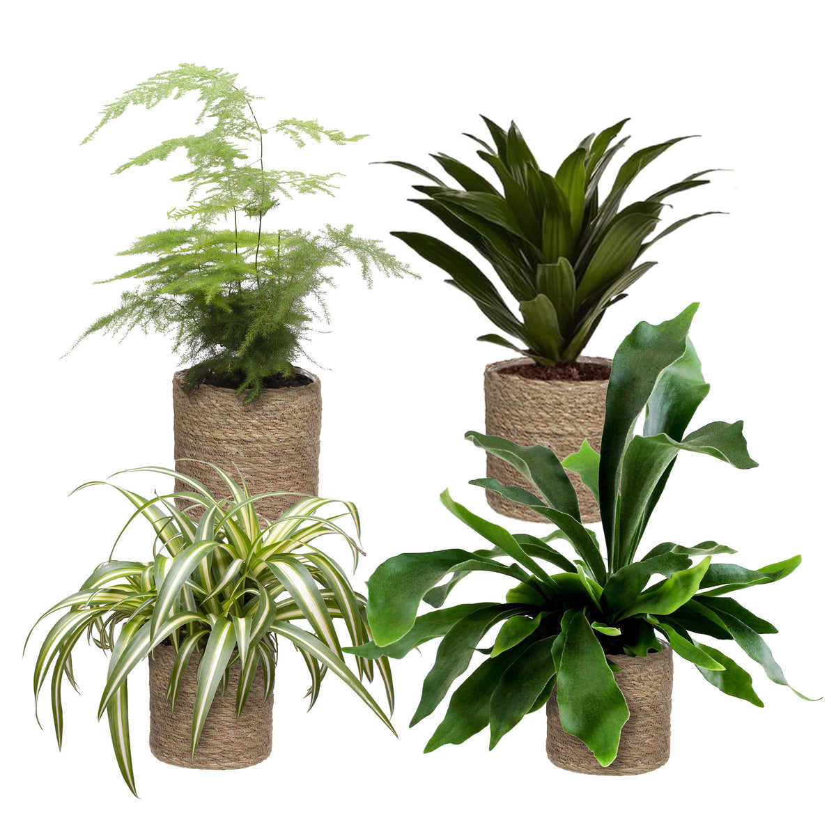 4x Trendy indoor plants - Mix including brown baskets