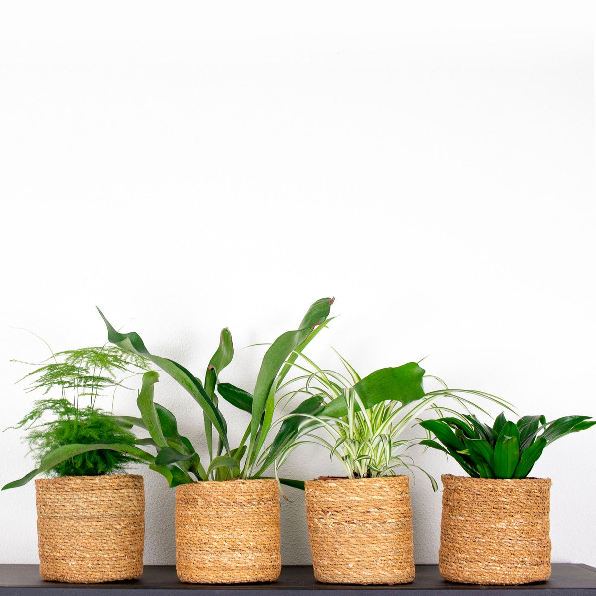4x Trendy indoor plants - Mix including brown baskets