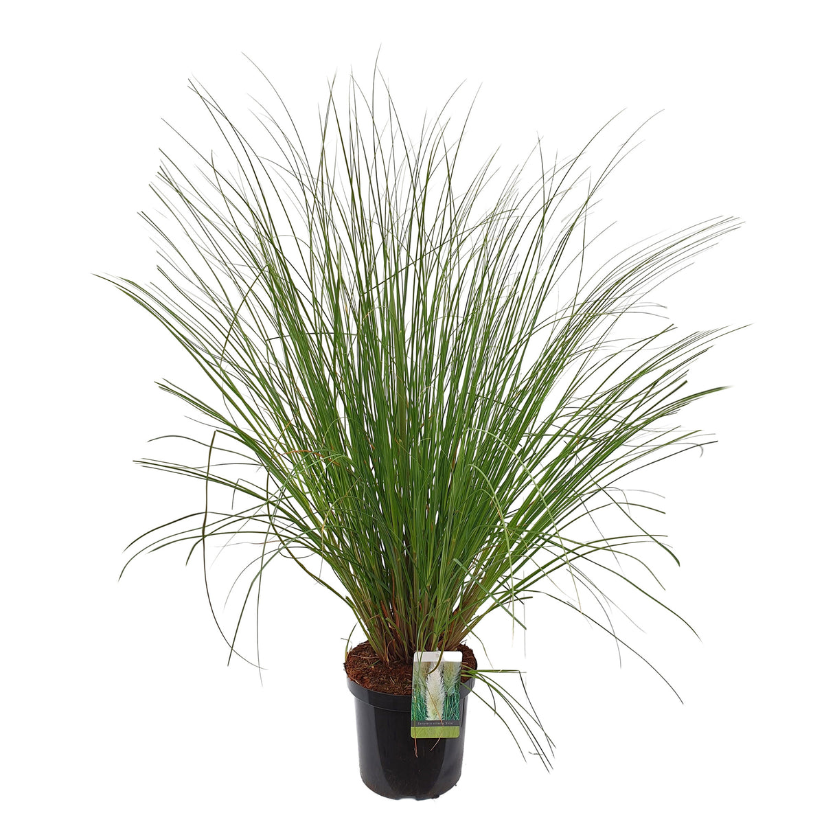 Pampas grass Cortaderia 'Evita' white