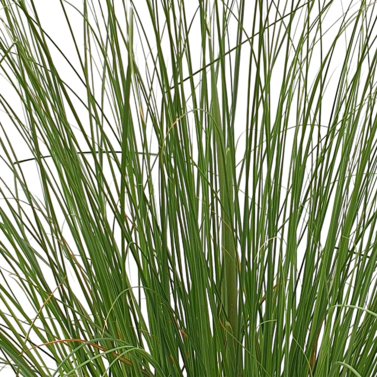 Pampas grass Cortaderia 'Evita' white