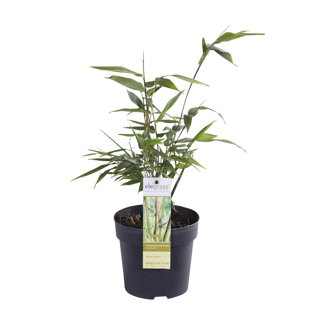 Giant bamboo Phyllostachys 'Aureocaulis' yellow