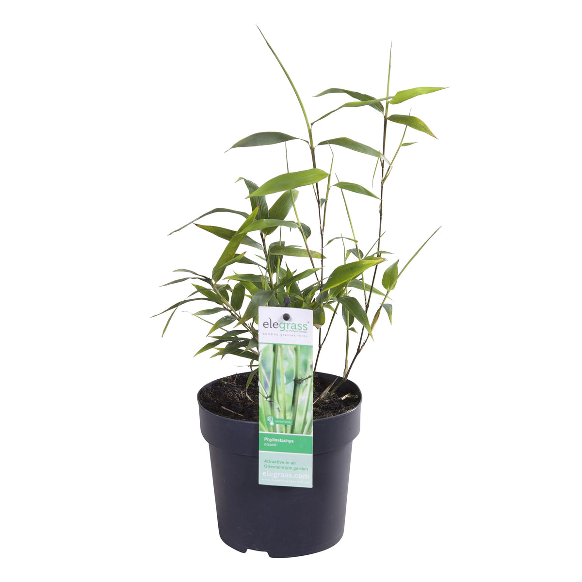 Bamboo phyllostachys bissetii green