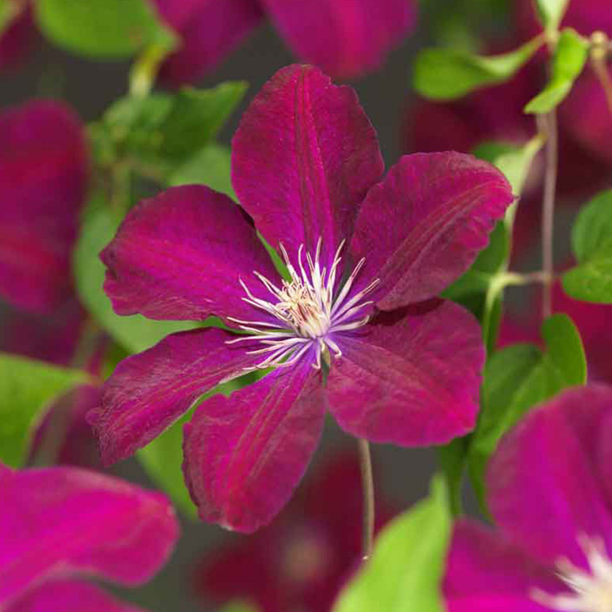 Clematis 'Rouge Cardinal' Red