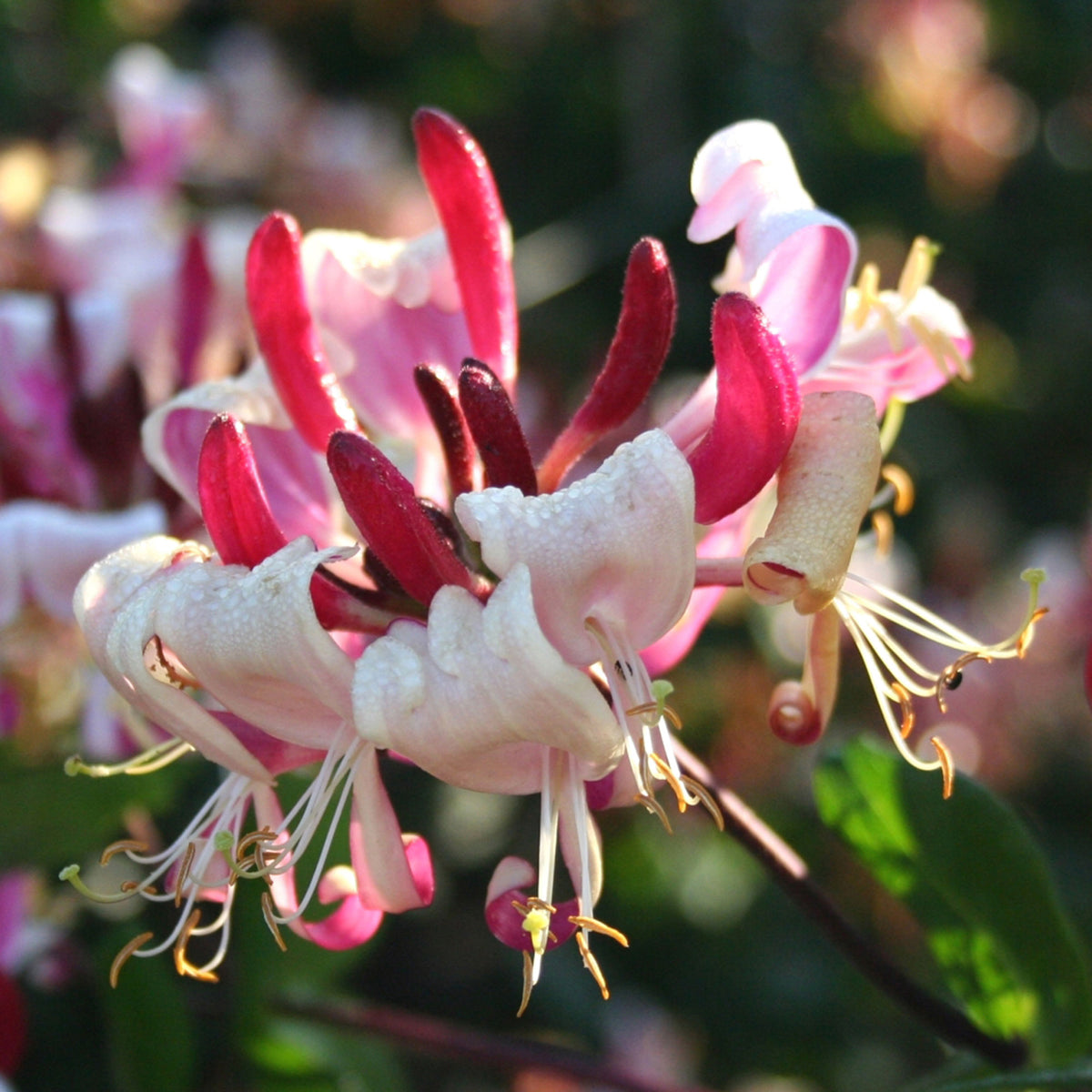 Honeysuckle Lonicera 'Imperial' red-white