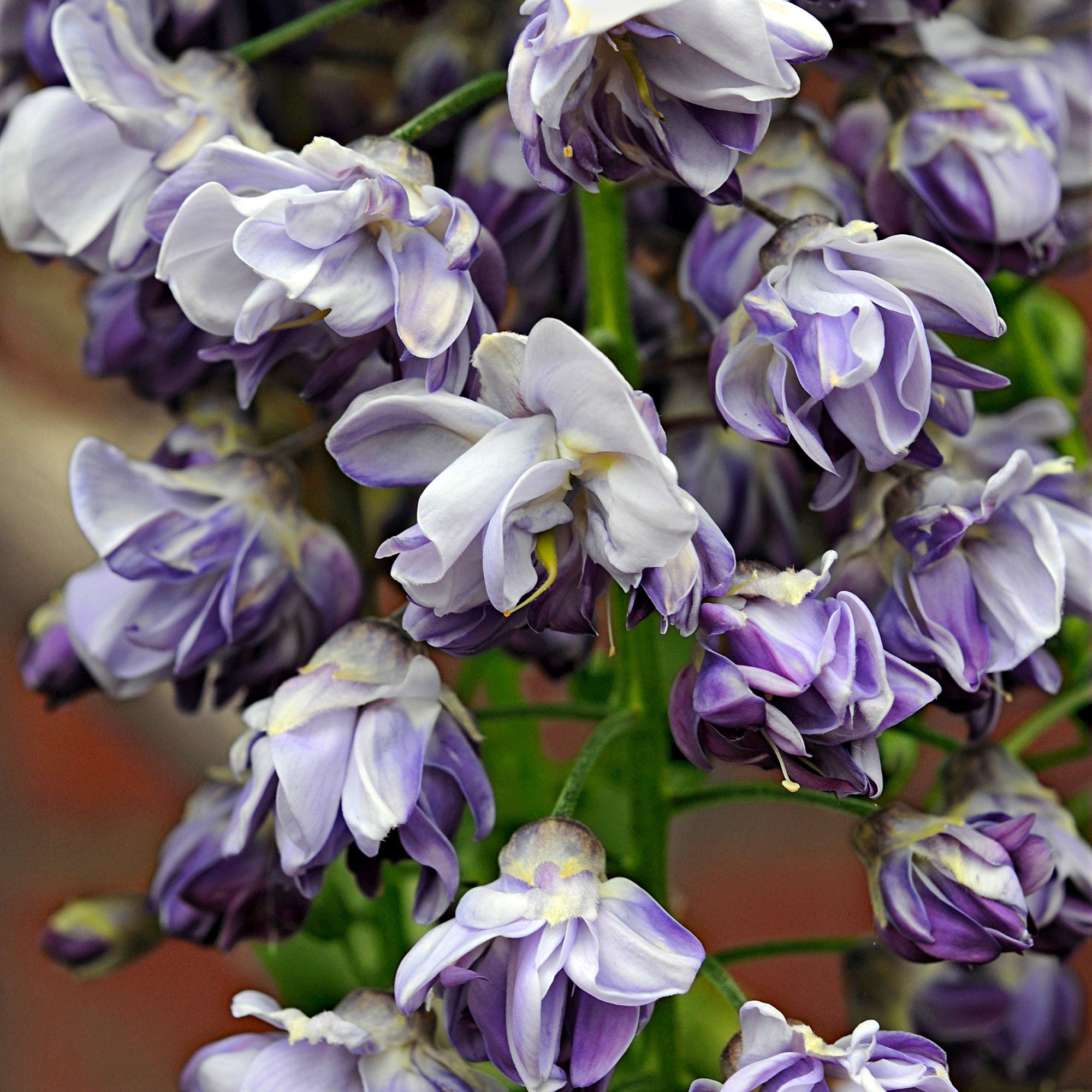 Wisteria Wisteria 'Black Dragon' purple