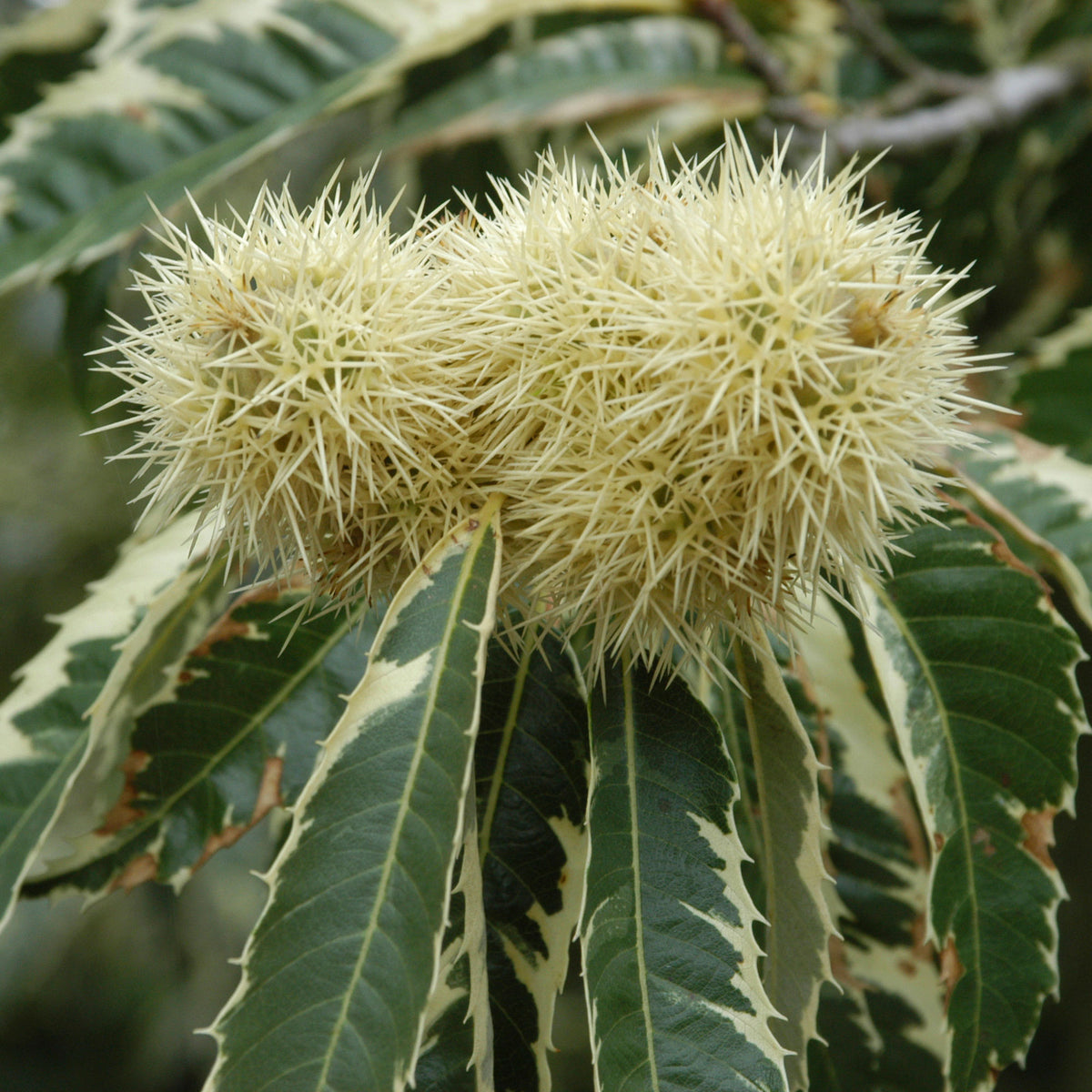 Chestnut tree Castanea sativa - Bio - Hardy plant