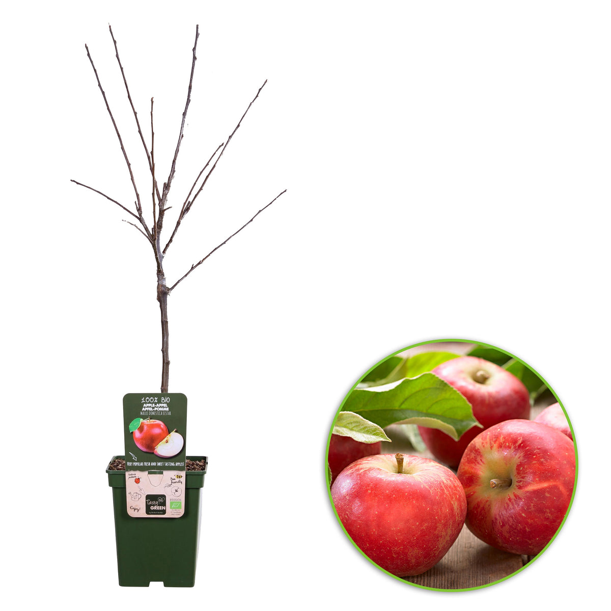 Apple tree Malus 'Elstar' White-Red - Bio - Hardy plant